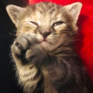 Meet your Posher, Benjie